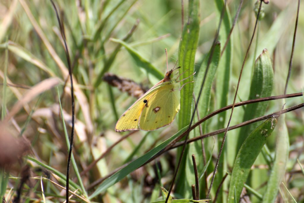 Colias crocea entrambe? S